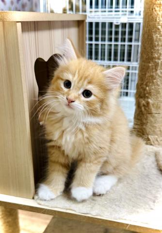 ノルウェージャンフォレストキャットの写真4