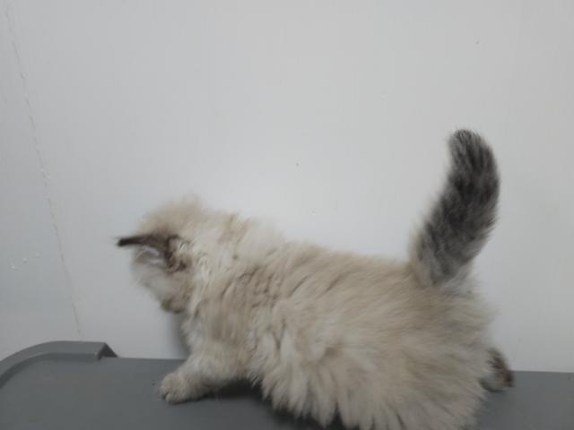 サイベリアン♡ポポくんの写真3