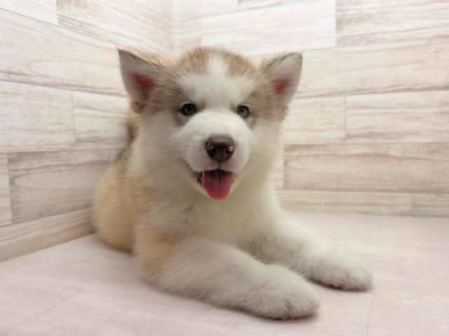 アラスカンマラミュートの写真2