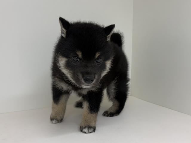 柴犬の写真5