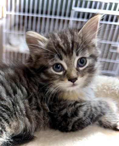 ノルウェージャンフォレストキャットの写真5