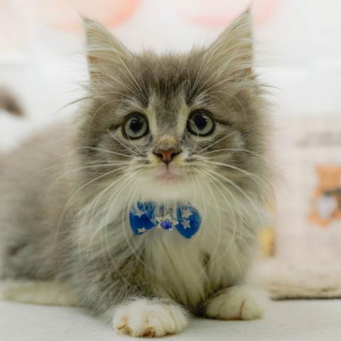 ノルウェージャンフォレストキャット
