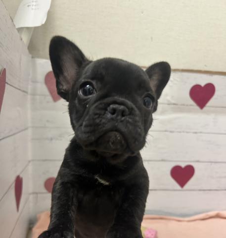 フレンチブルドッグ子犬