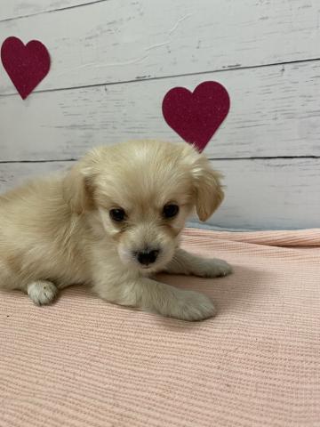 MIX子犬の写真3