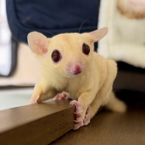 ルビープラチナ orレイ