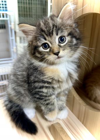 ノルウェージャンフォレストキャットの写真3