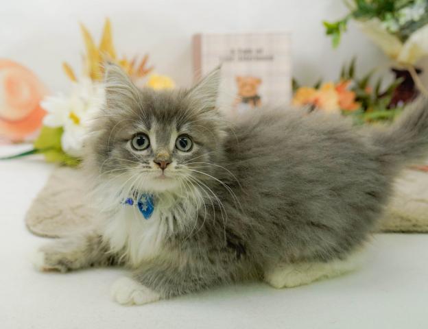 ノルウェージャンフォレストキャットの写真6