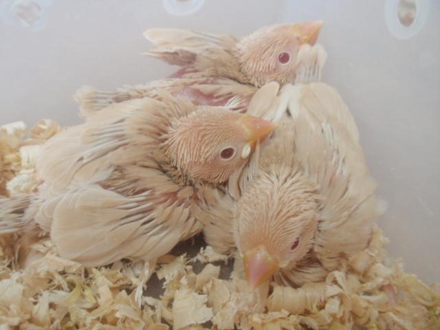 クリーム文鳥♪ 雛達 (^_-)-☆の写真2