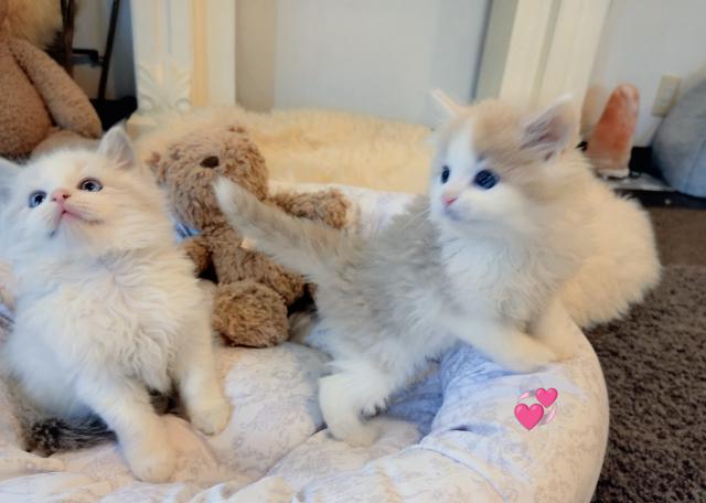 ノルウェージャンフォレストキャットの写真5