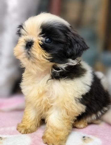 シーズー♪ネフコまま’の愛息子ちゃんの写真4