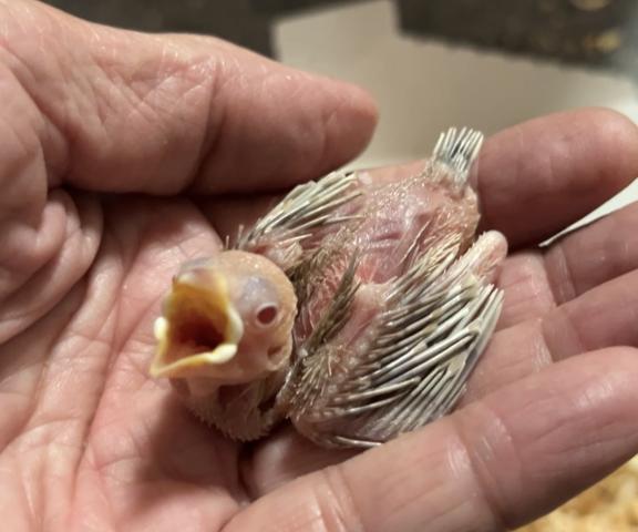 シナモン文鳥