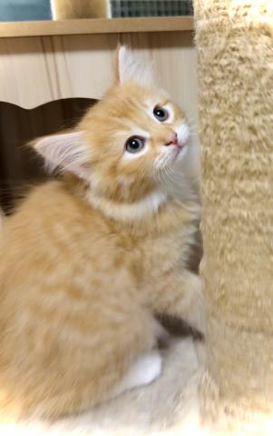ノルウェージャンフォレストキャットの写真2