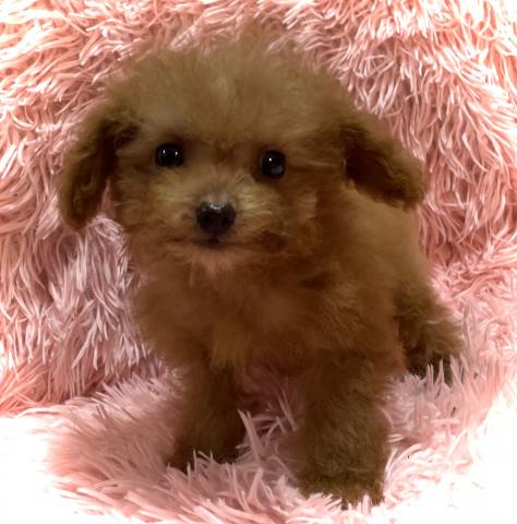 MIX【ハロウィンSALE開催中】小さめTカップサイズのマルプーmix犬✨おトイレを完璧に覚えた賢い子✨お問い合わせ20件入ってます✨の写真2