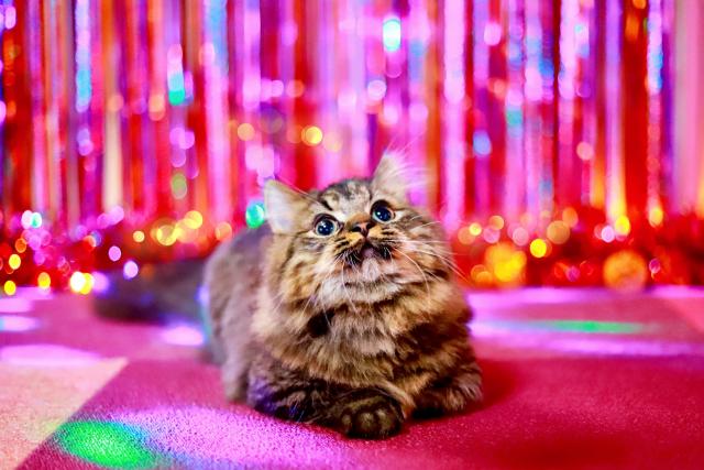 マンチカンの写真2