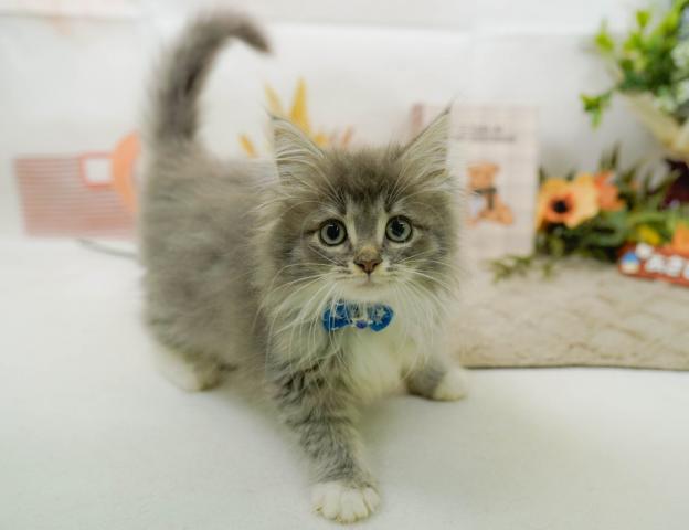 ノルウェージャンフォレストキャットの写真5