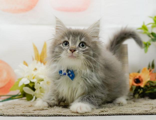 ノルウェージャンフォレストキャットの写真4