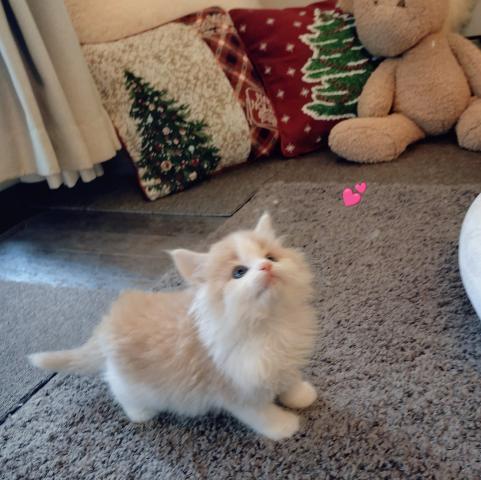 ノルウェージャンフォレストキャットの写真2
