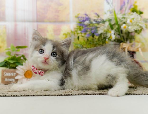 ノルウェージャンフォレストキャットの写真2