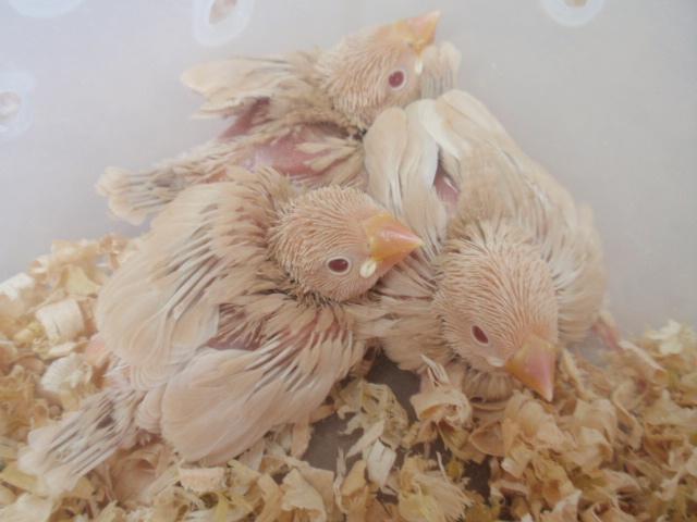 クリーム文鳥♪ 雛達 (^_-)-☆