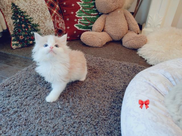 ノルウェージャンフォレストキャットの写真3