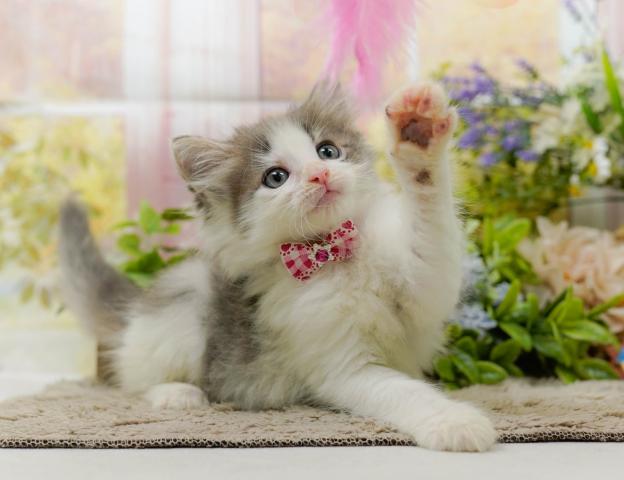 ノルウェージャンフォレストキャットの写真4