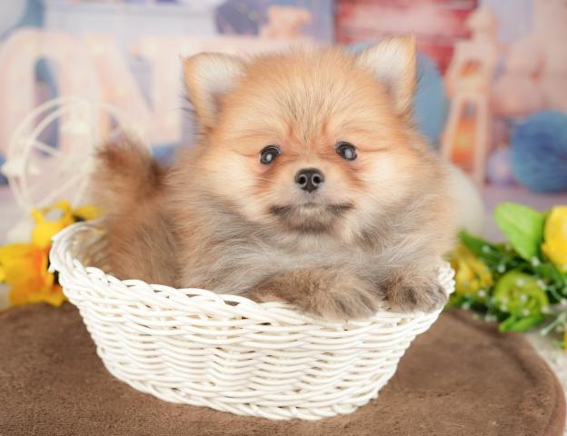 ポメラニアンの写真2