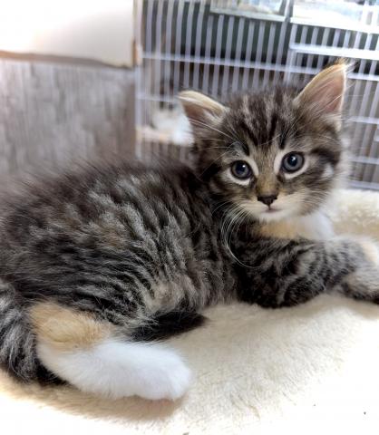 ノルウェージャンフォレストキャットの写真2