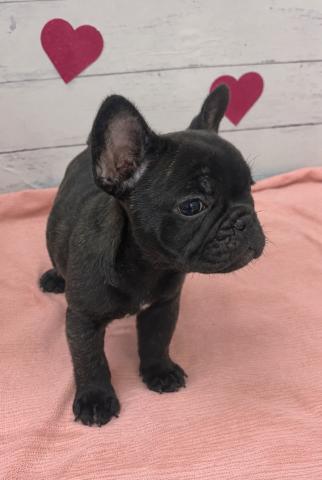 フレンチブルドッグ子犬の写真2
