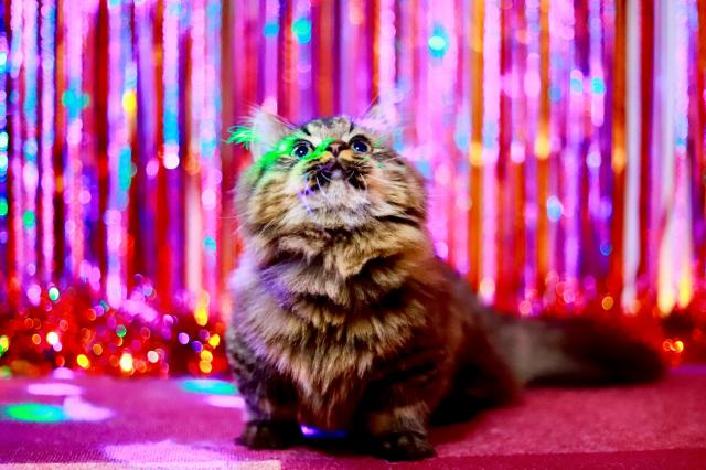 マンチカンの写真4