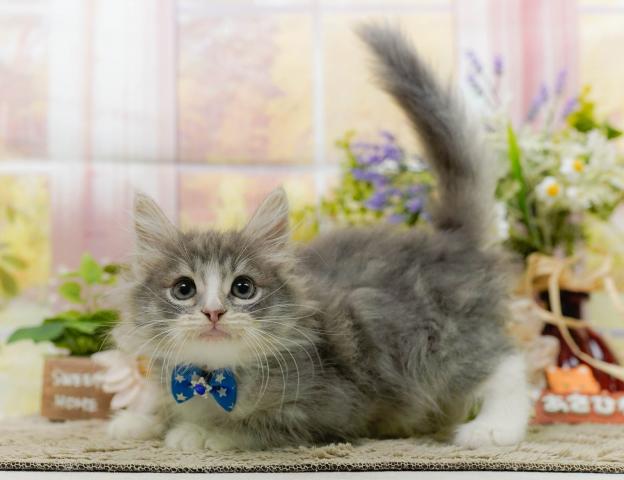 ノルウェージャンフォレストキャットの写真6