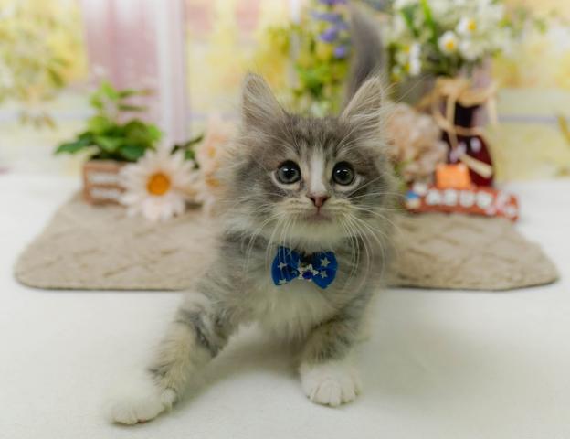 ノルウェージャンフォレストキャットの写真5