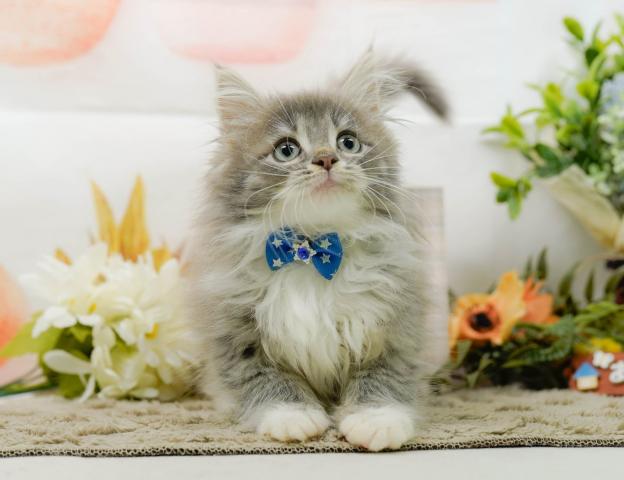 ノルウェージャンフォレストキャットの写真2