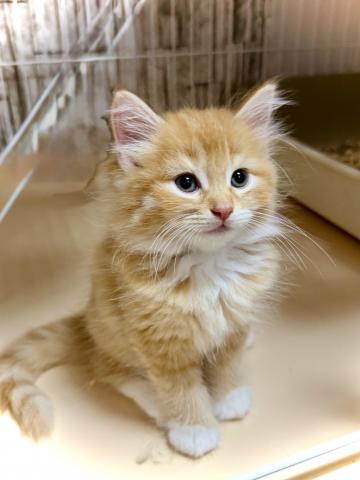 ノルウェージャンフォレストキャットの写真3