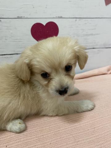 MIX子犬
