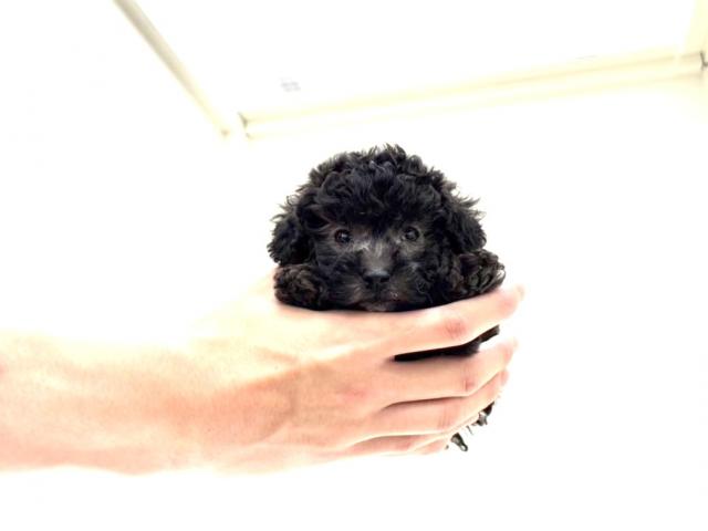 トイプードル564の写真2