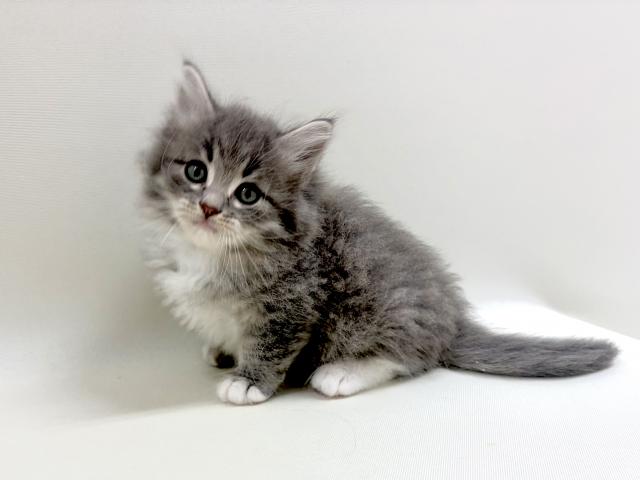 サイベリアン💕猫アレルギー有る方にお勧め猫種💕の写真4
