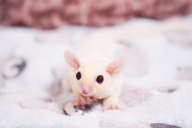 フクロモモンガ  【特別価格】カカオ血統×クリミケ血統 ✧ ルビープラチナ【現在、他にルビー系の子たちが多数おります🐿️✨】の写真4