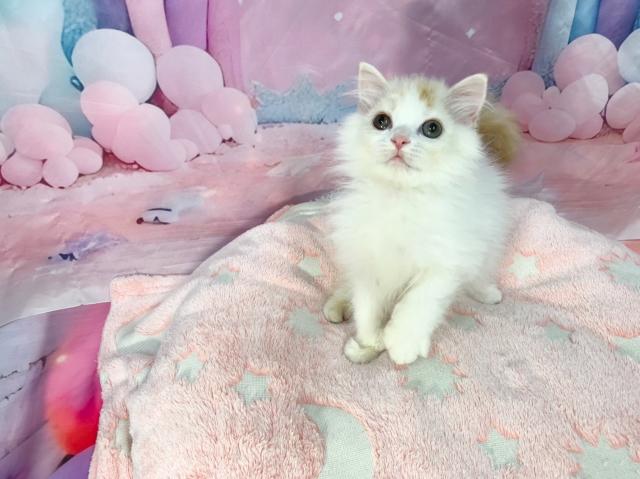 マンチカンの写真2