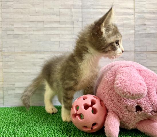 ノルウェージャンフォレストキャットの写真5