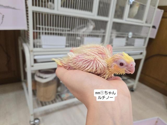 オカメインコの写真3