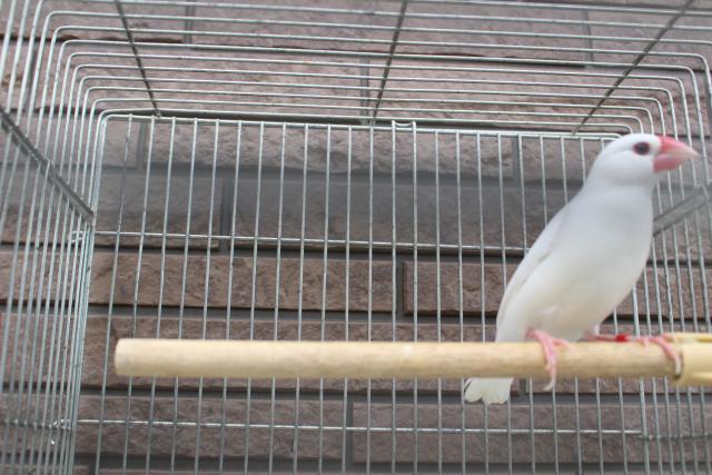 白文鳥 若鳥荒の写真3