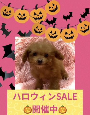MIX【ハロウィンSALE開催中】小さめTカップサイズのマルプーmix犬✨おトイレを完璧に覚えた賢い子✨お問い合わせ20件入ってます✨の写真（鹿児島県）