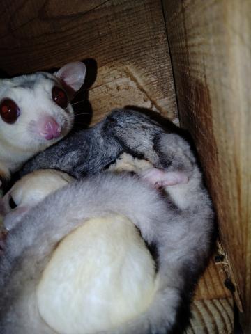 フクロモモンガ リューシhetクリミノの写真4