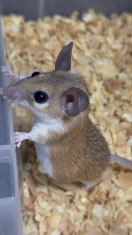 カイロトゲマウスの写真2
