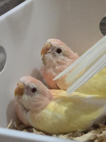 アキクサインコの写真2