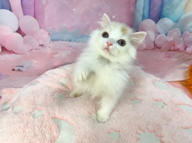 マンチカンの写真5