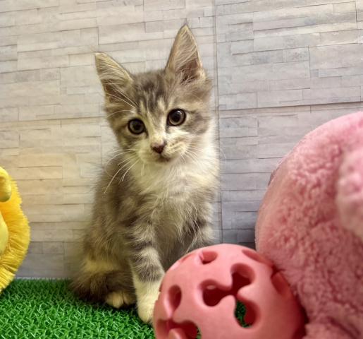 ノルウェージャンフォレストキャットの写真4