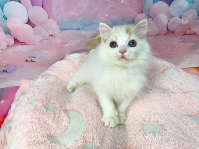 マンチカンの写真3