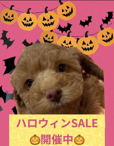 トイプードル【ハロウィンSALE開催中】定番人気のトイプードルくん🌴おトイレを覚えた賢い子🌴お問い合わせ17件入ってます✨