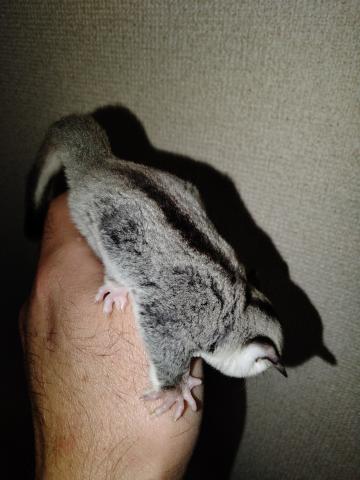 フクロモモンガ ホワイトフェイスhetクリミノの写真4